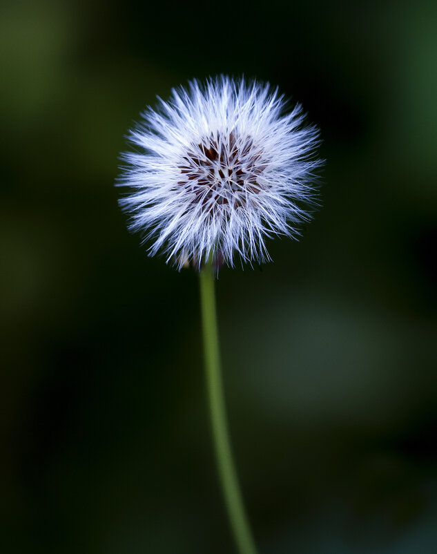 dandelion - Zinovi Seniak