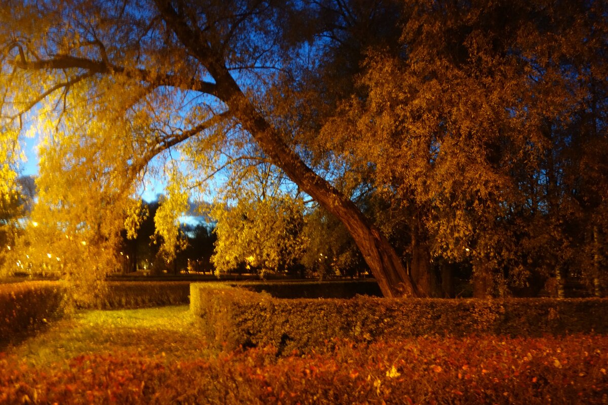 осенний вечер в парке - Елена 