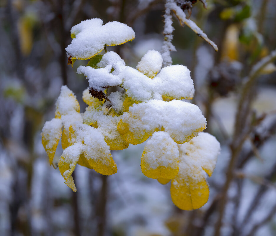 snow - Zinovi Seniak