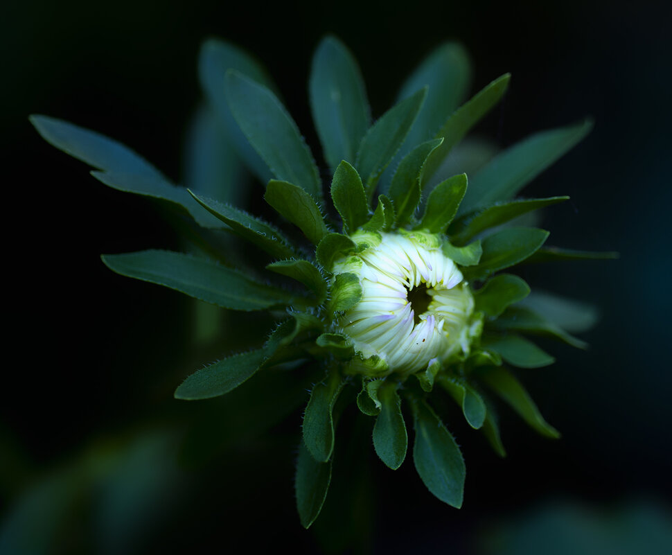 bud - Zinovi Seniak