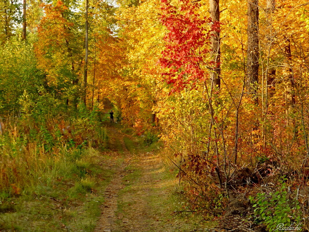Осенняя прогулка в лесу - Raduzka (Надежда Веркина)