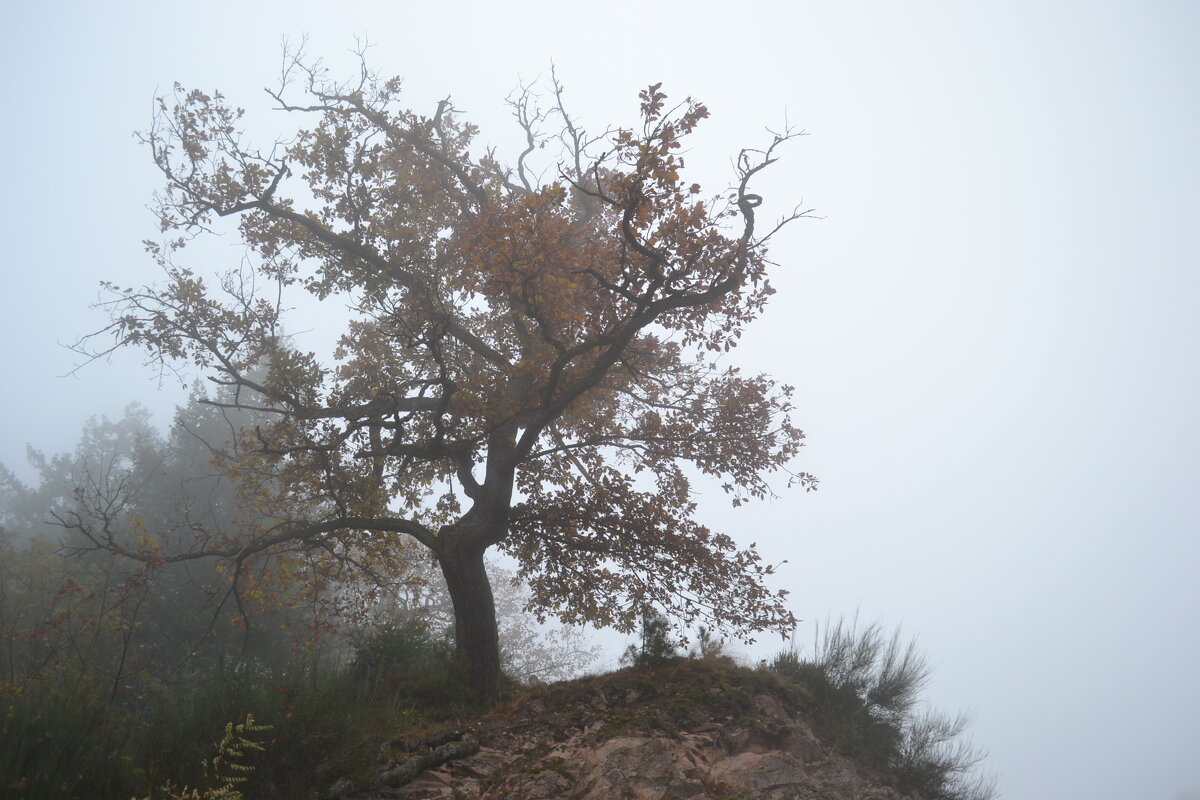 Дерево, туман - Татьяна 