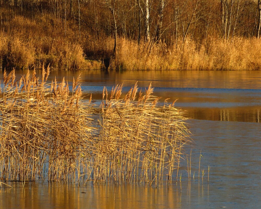 Осенняя растительность озера - Андрей Снегерёв