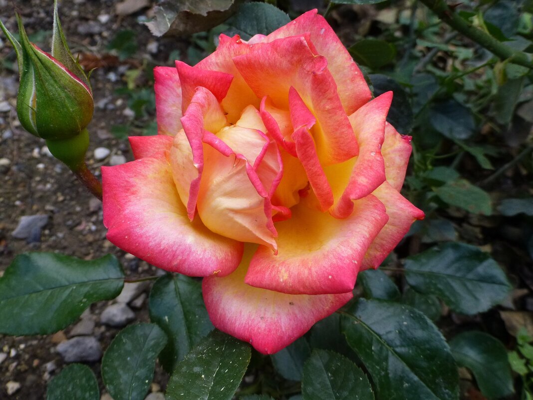 Роза Никитского Ботанического сада - Лидия Бусурина