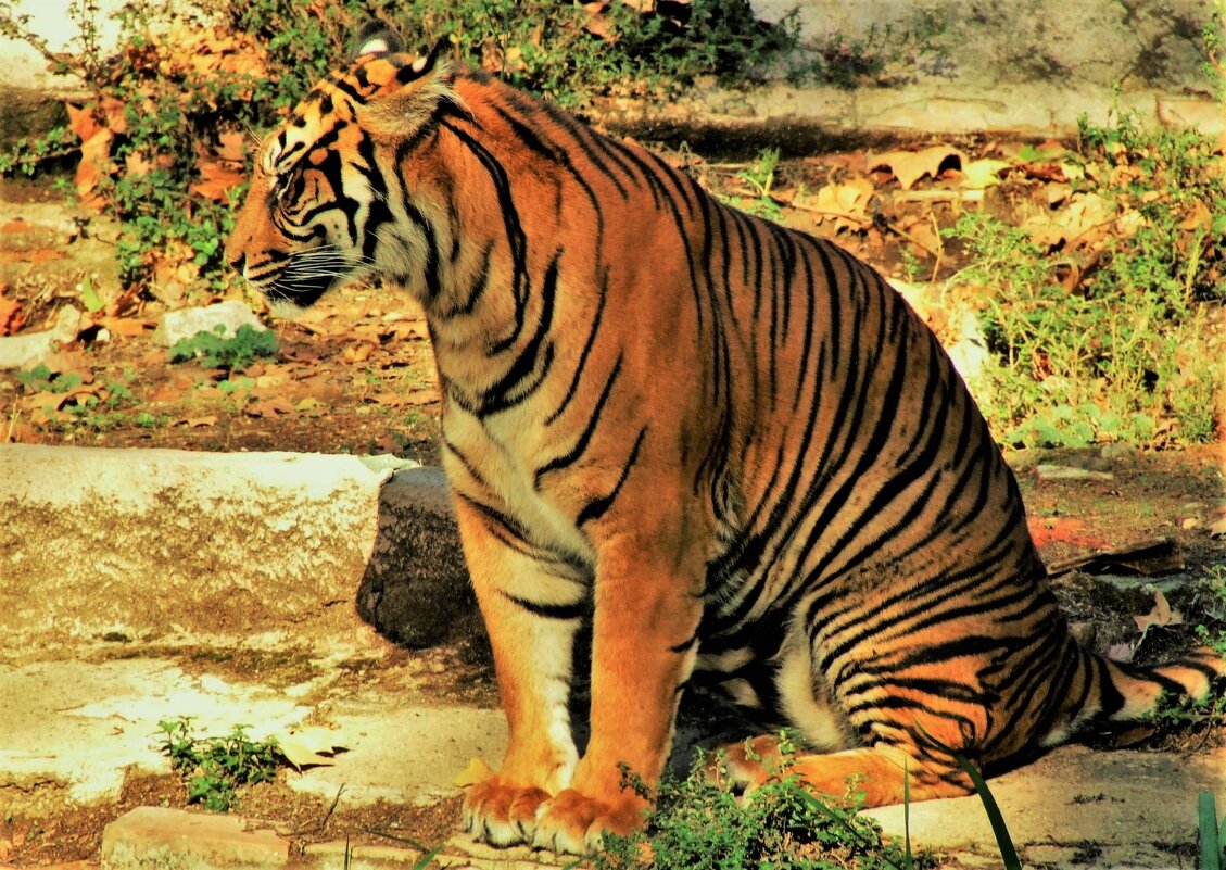 Украшение Зоопарка Барселоны-Бенгальский тигр - Aida10 