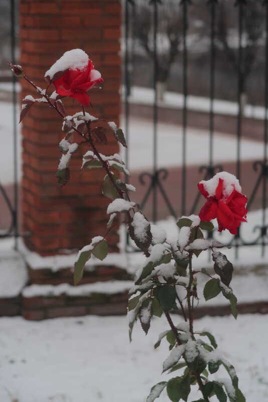 12.11.21 - Мария Чуфирина