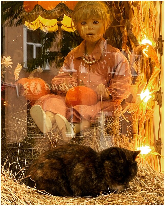 Кот и куколка в витрине. - Валерия Комова