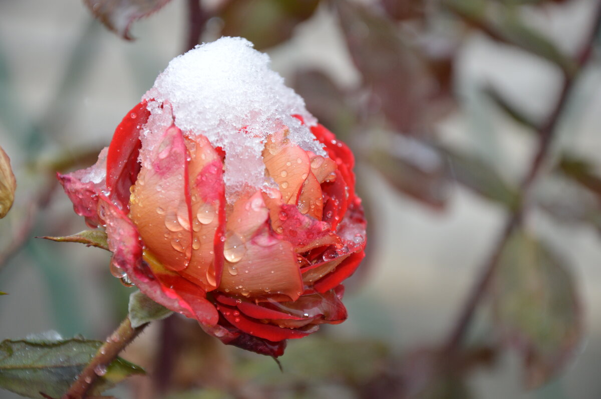 Как жаль! Замёрзнуть суждено красивой, милой розе... - Надежда Куркина
