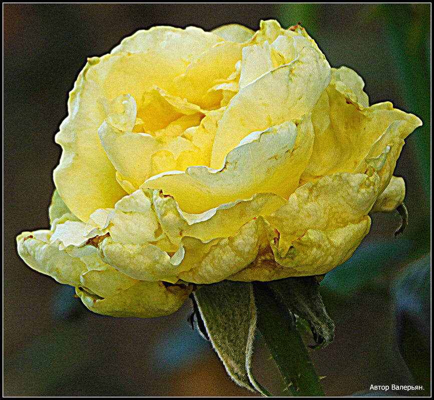 Желтая роза. - Валерьян Запорожченко