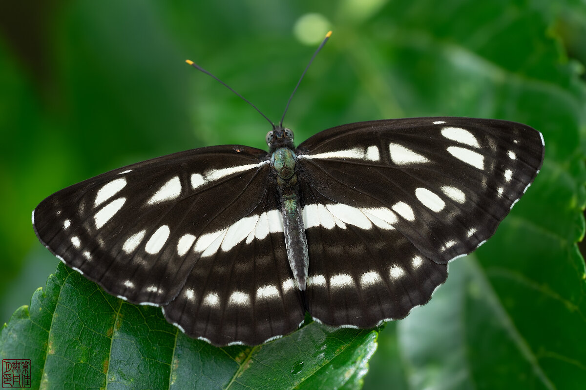 Скромные бабочки Окинавы: Neptis hylas - Станислав С.