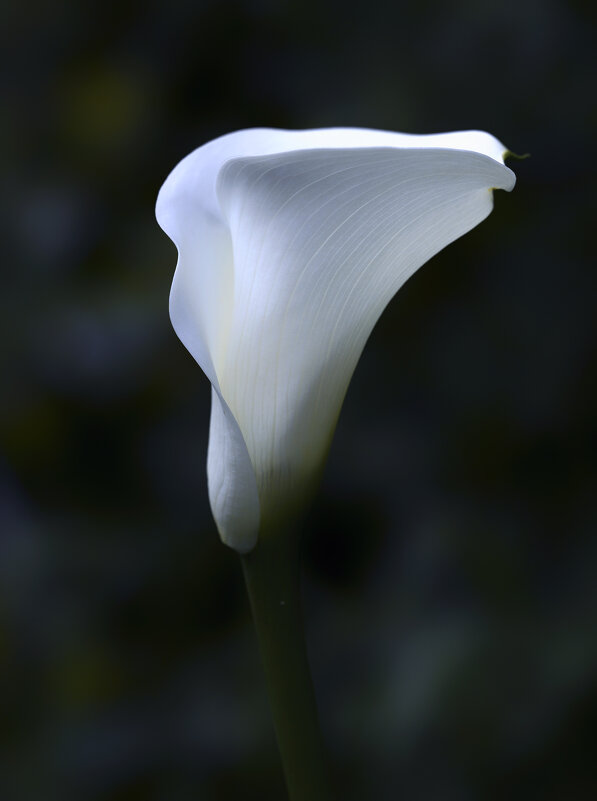 calla - Zinovi Seniak