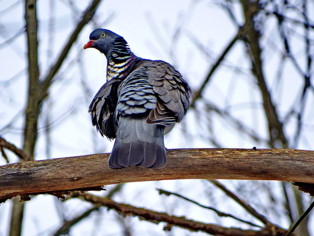 Вяхирь, или витютень (лат. Columba palumbus) — вид птиц рода голубей. - Ivan Vodonos