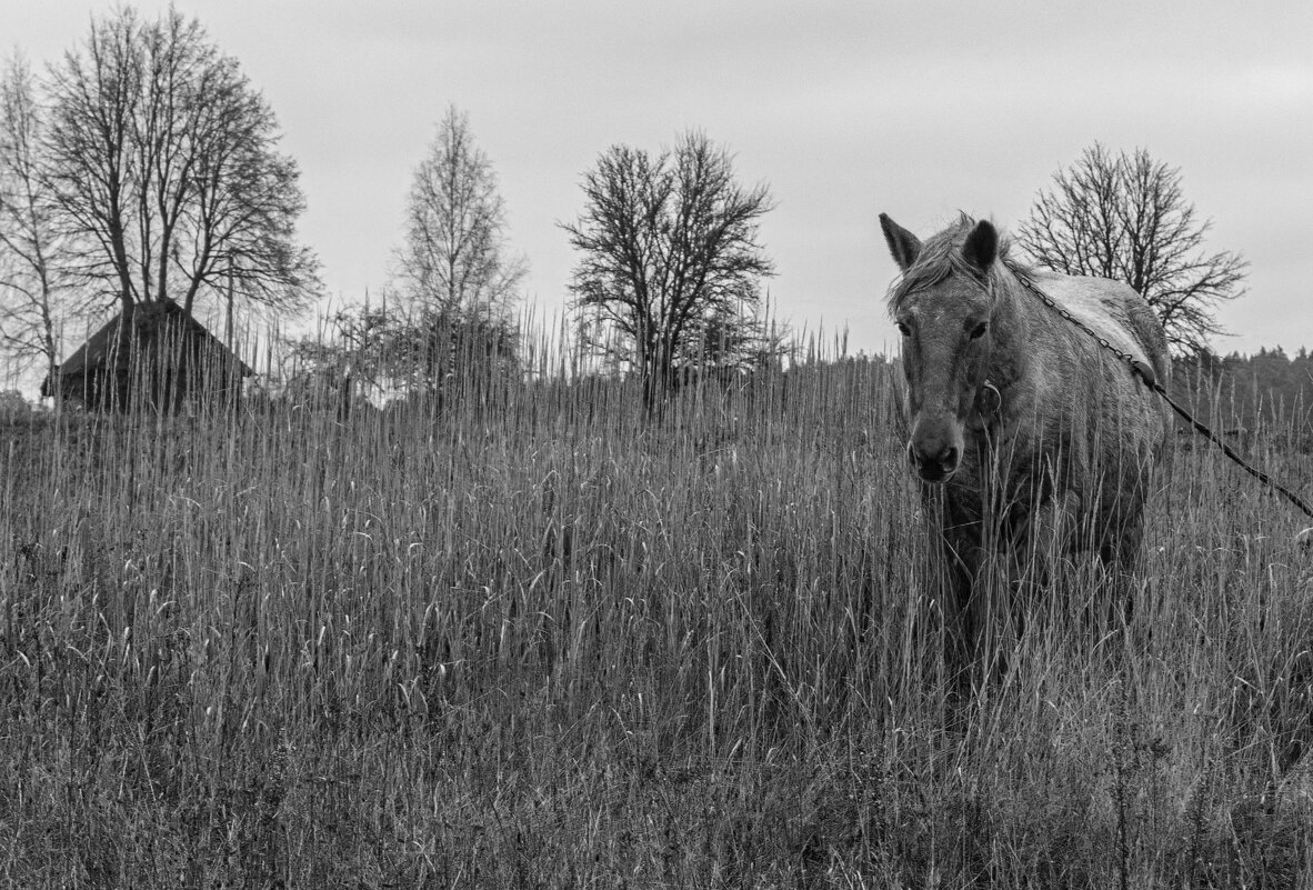деревенская лошадка - Екатерина Счасная