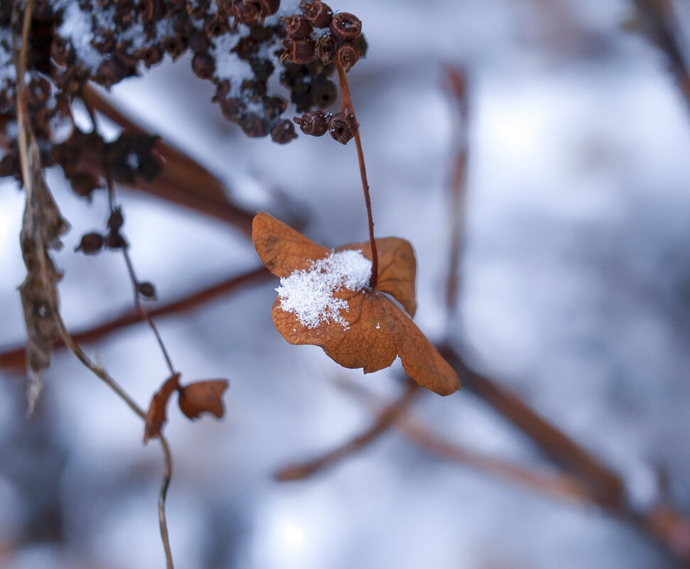 winter has come - Zinovi Seniak