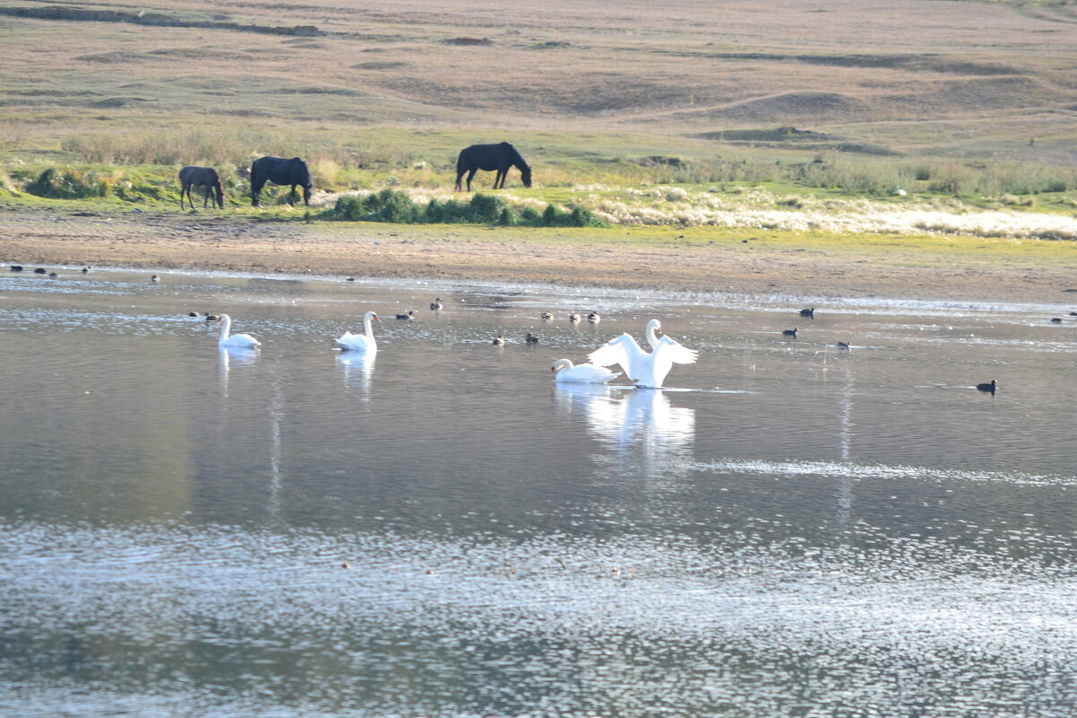 Лебеди ...На озере  Катырколь. - Андрей Хлопонин