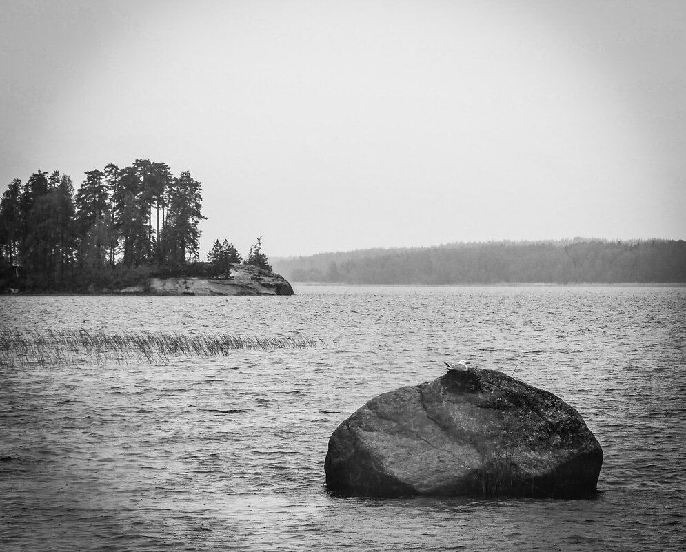 И на камнях гнездятся чайки - Магомед .