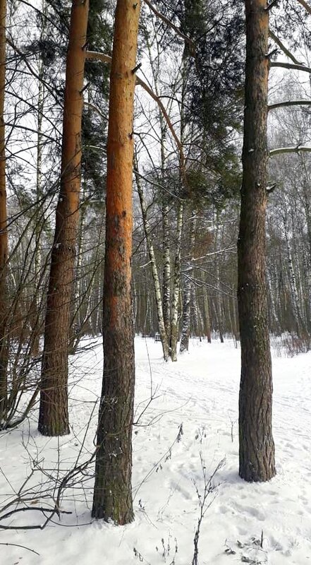 Трое в зимнем лесу - Елена 