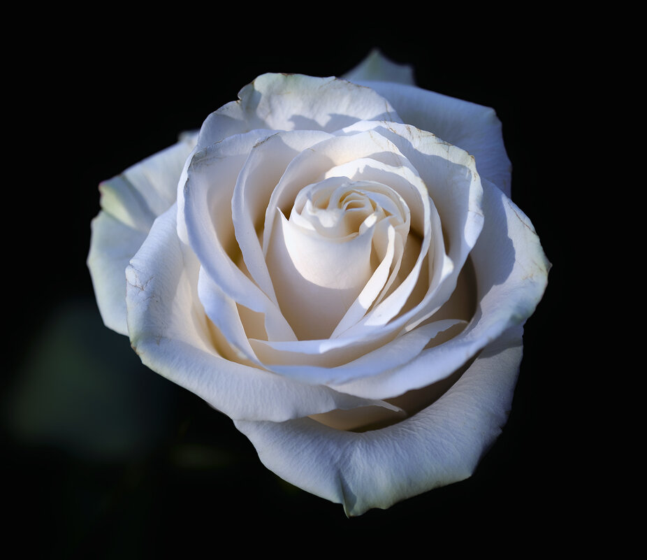 rose - Zinovi Seniak