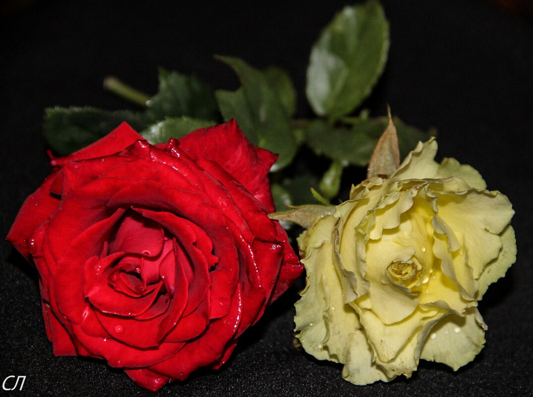 Две розы, полные огня - Любовь 
