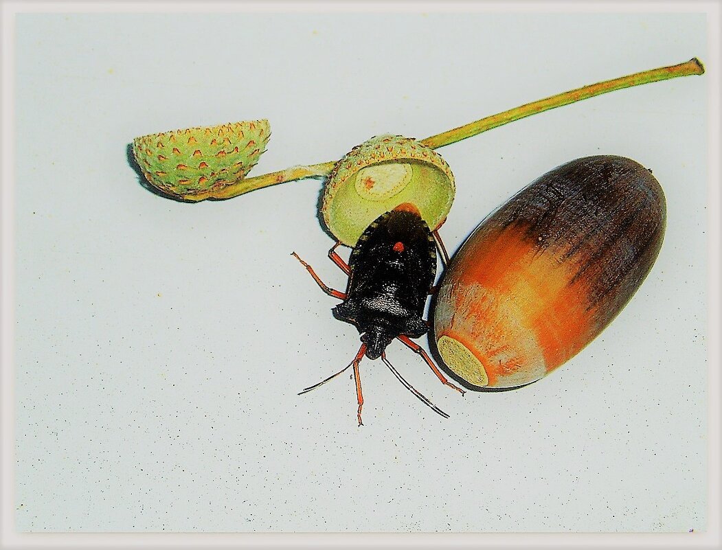 Древесный жук - настоящий  щитник с мощным хитиновым панцирем - Ольга (crim41evp)