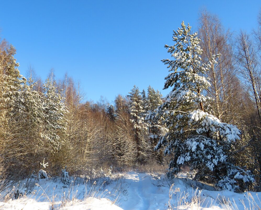 Дорожка в зимний лес - Андрей Снегерёв
