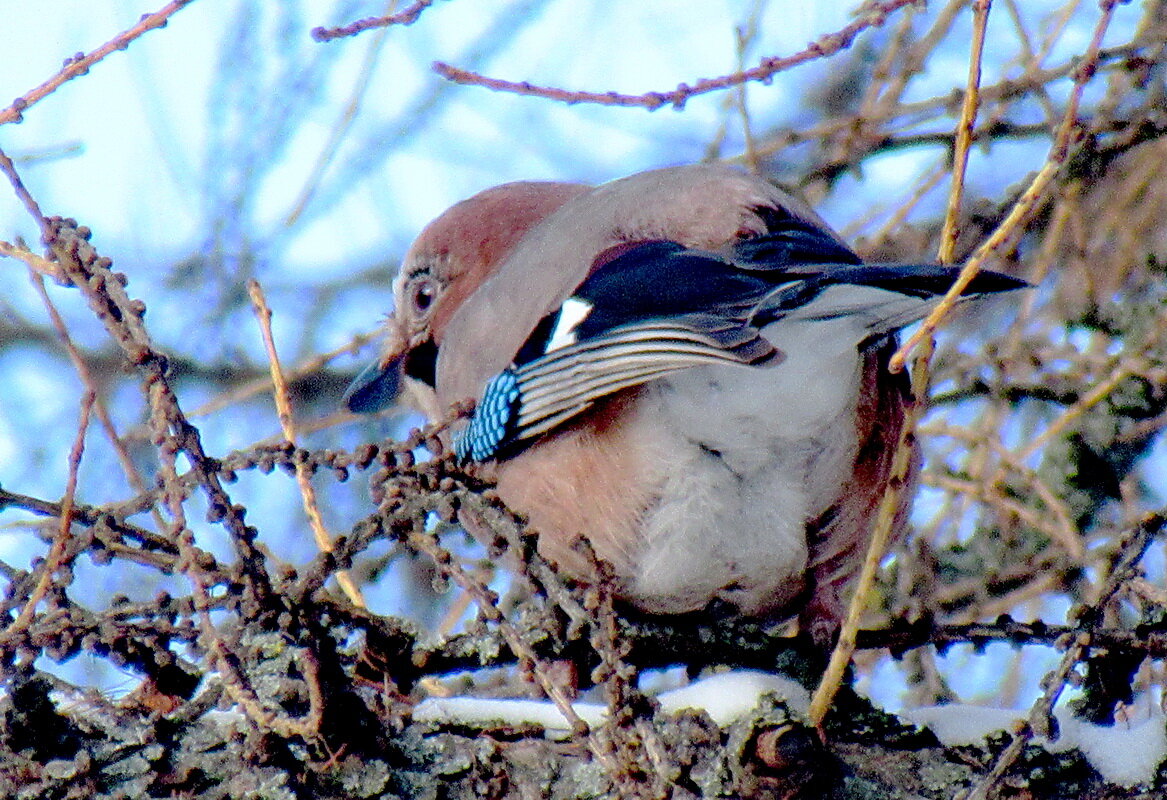 Сойка Garrulus glandarius - Александр Чеботарь