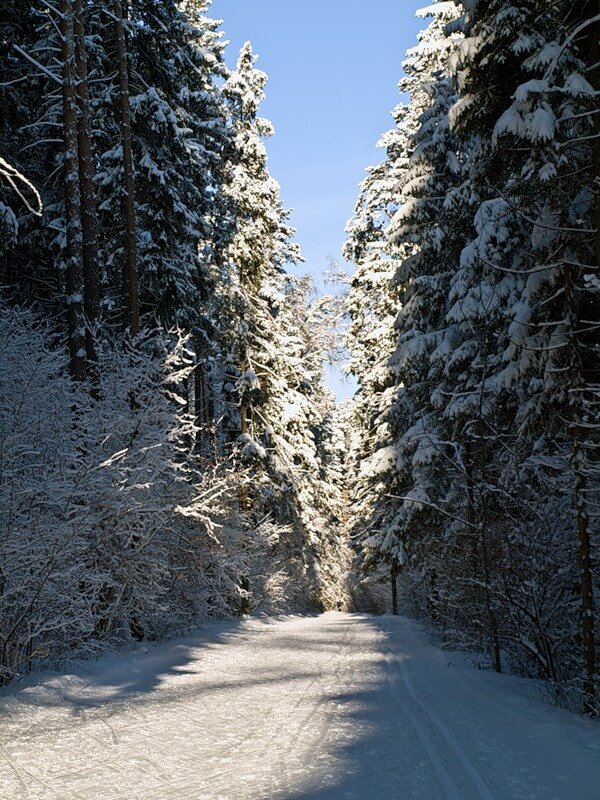 Зимний день в лесу - Фотолюб *