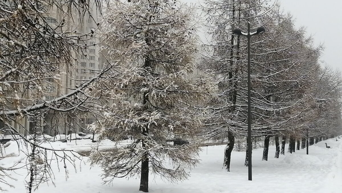 Снежный День в Санкт-Петербурге - Митя Дмитрий Митя