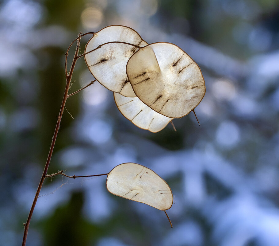 lunaria - Zinovi Seniak