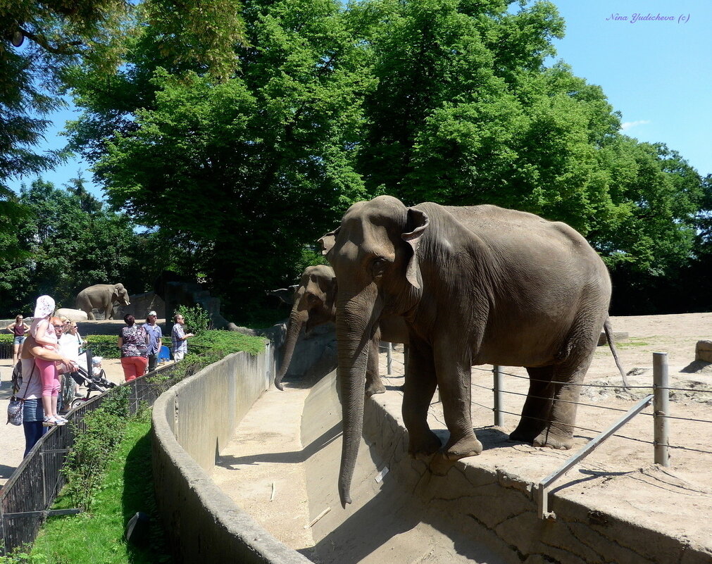 Слоны в зоопарке Гамбурга - Nina Yudicheva