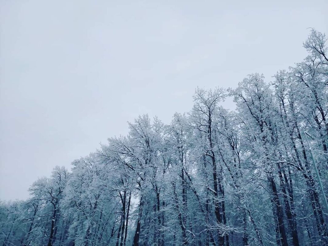 Зимняя сказка - Мария Коледа
