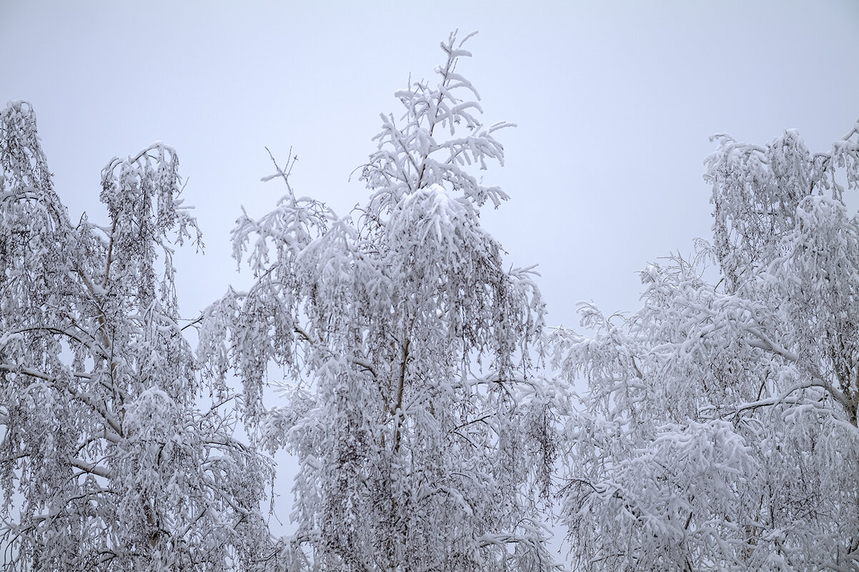snowy - Zinovi Seniak