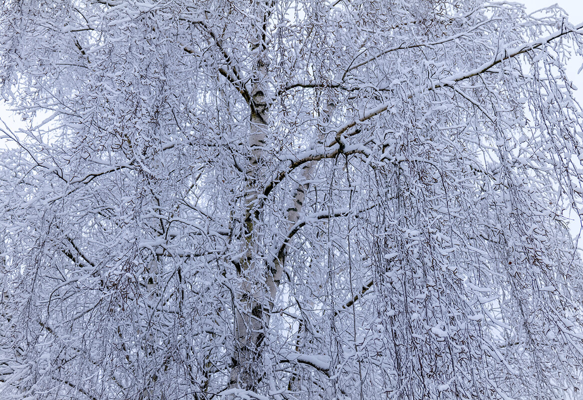 snow tree - Zinovi Seniak