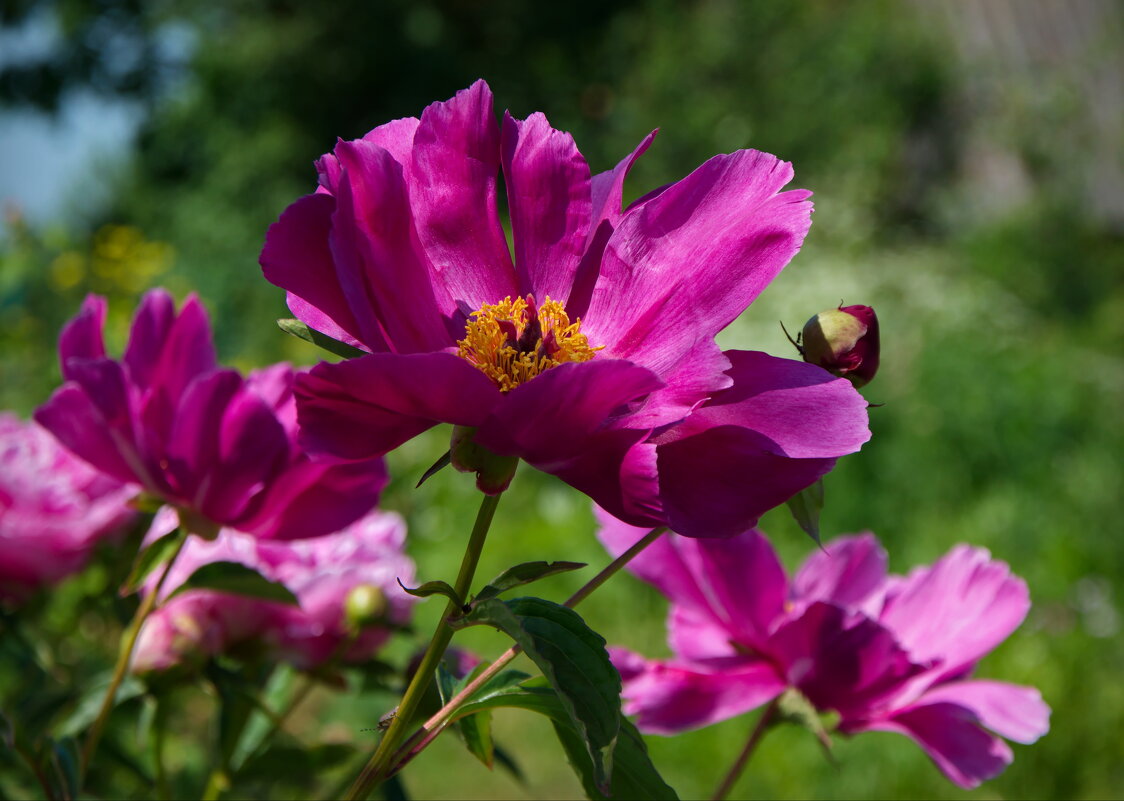 Цветут в саду пионы - lady v.ekaterina