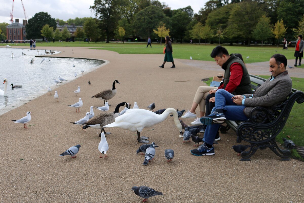 Птицы в английских парках - Ольга 