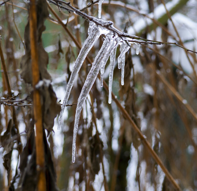 icicles - Zinovi Seniak