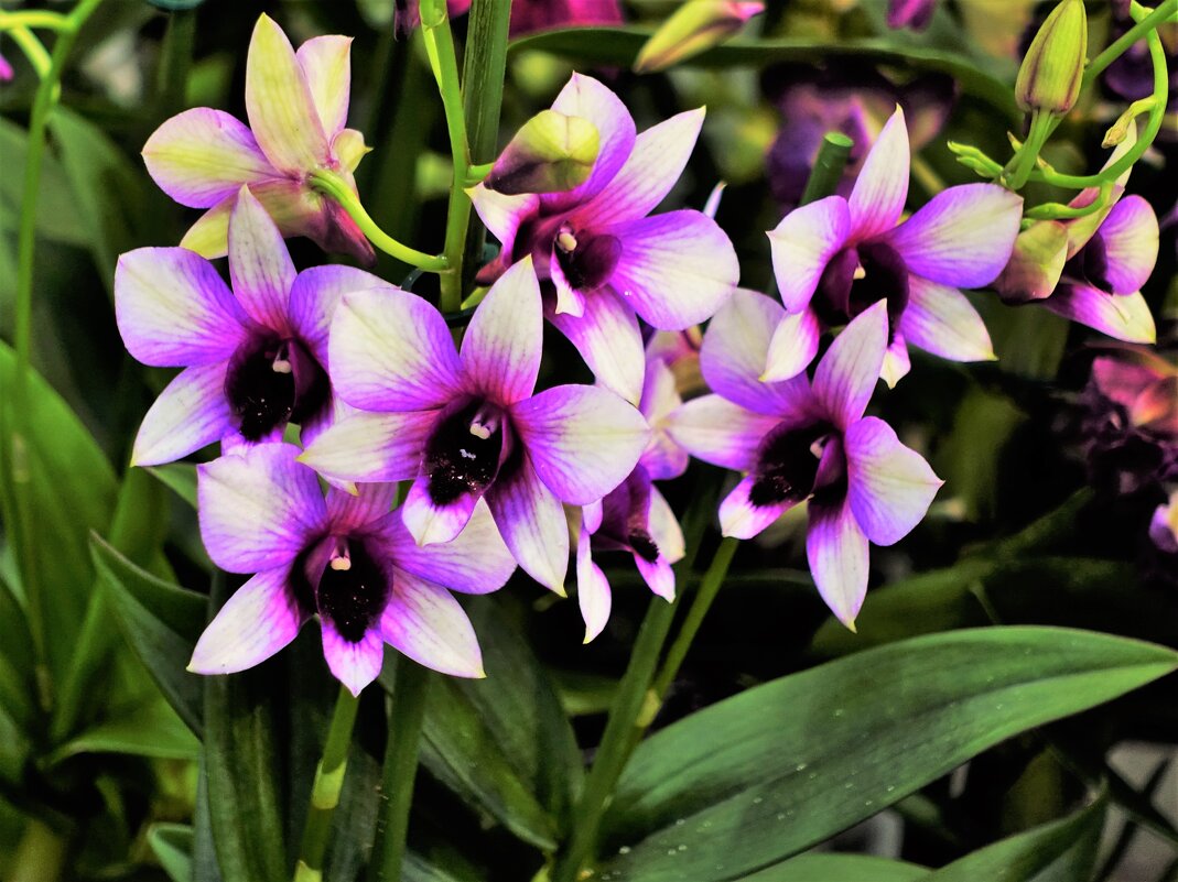 Орхидея Дендробиум("Sa-Nook") - Aida10 