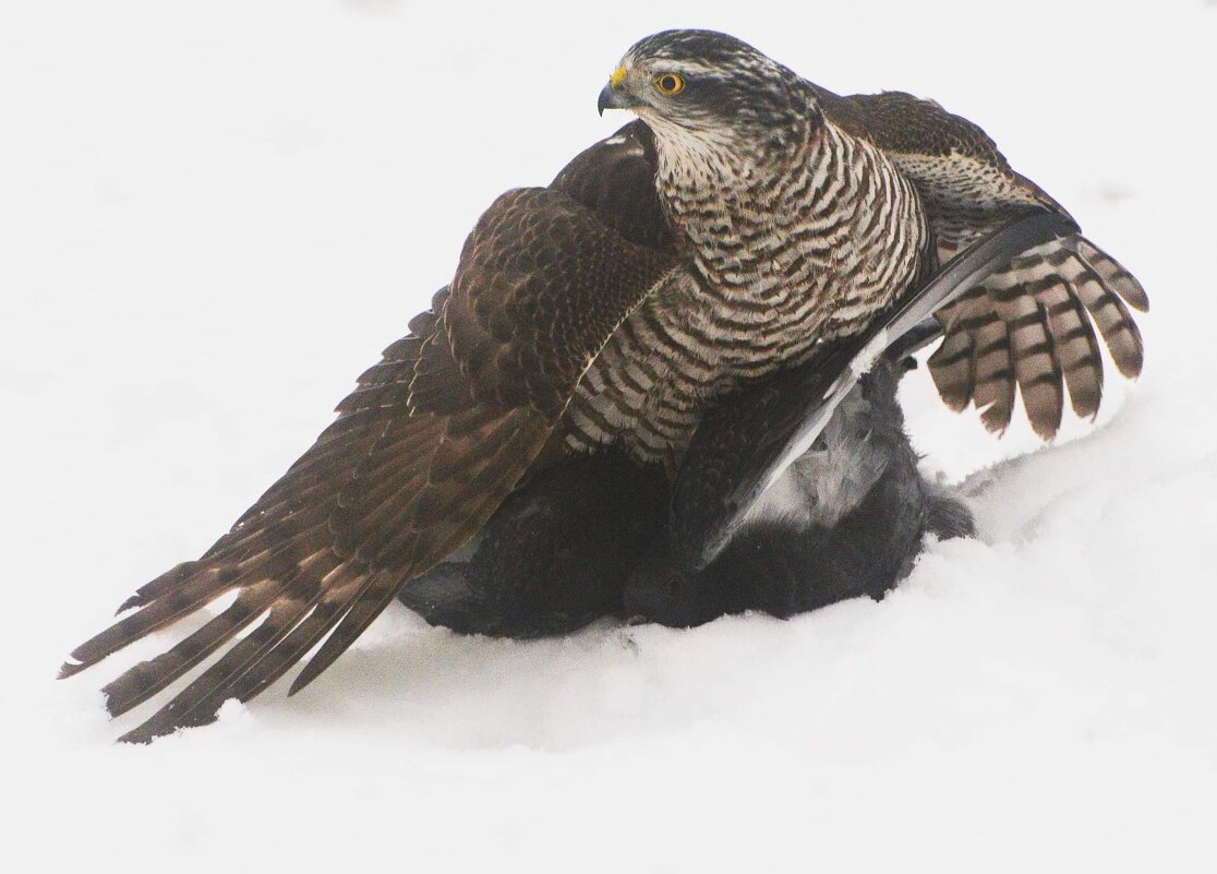 Ястреб-перепелятник (Accipiter nisus) - Иван 