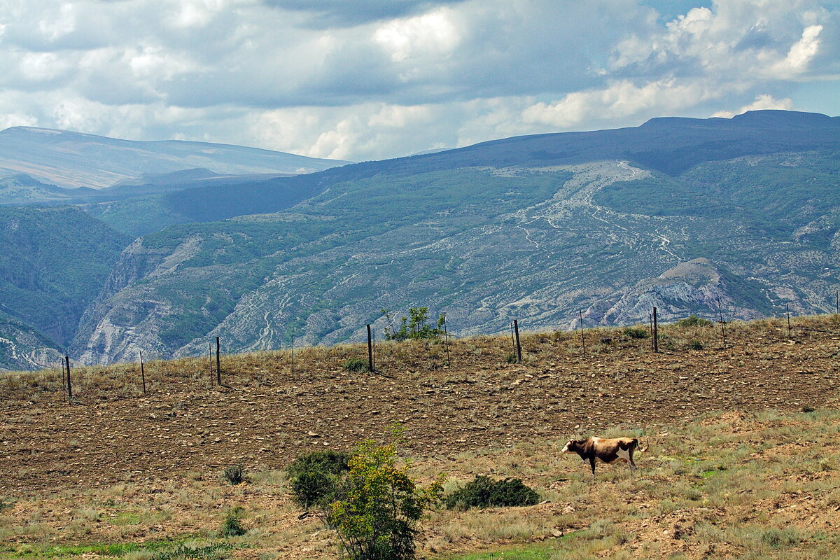 Одинокая коровка, горное пастбище, Дагестан - M Marikfoto