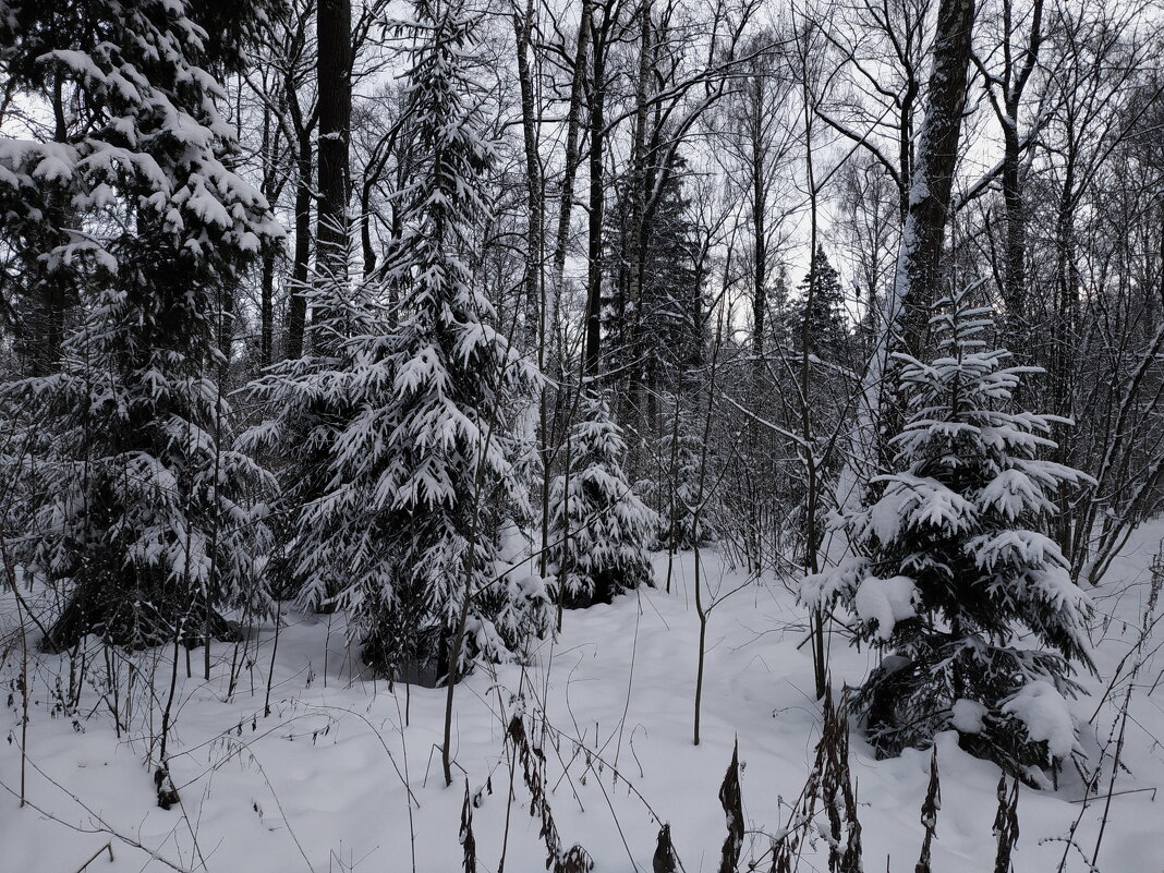В лесу родились ёлочки - Андрей Лукьянов