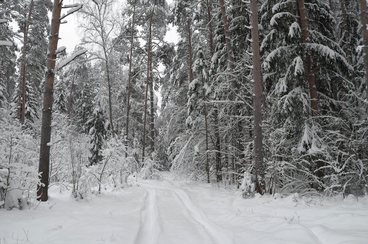 Зимний лес - Андрей Зайцев
