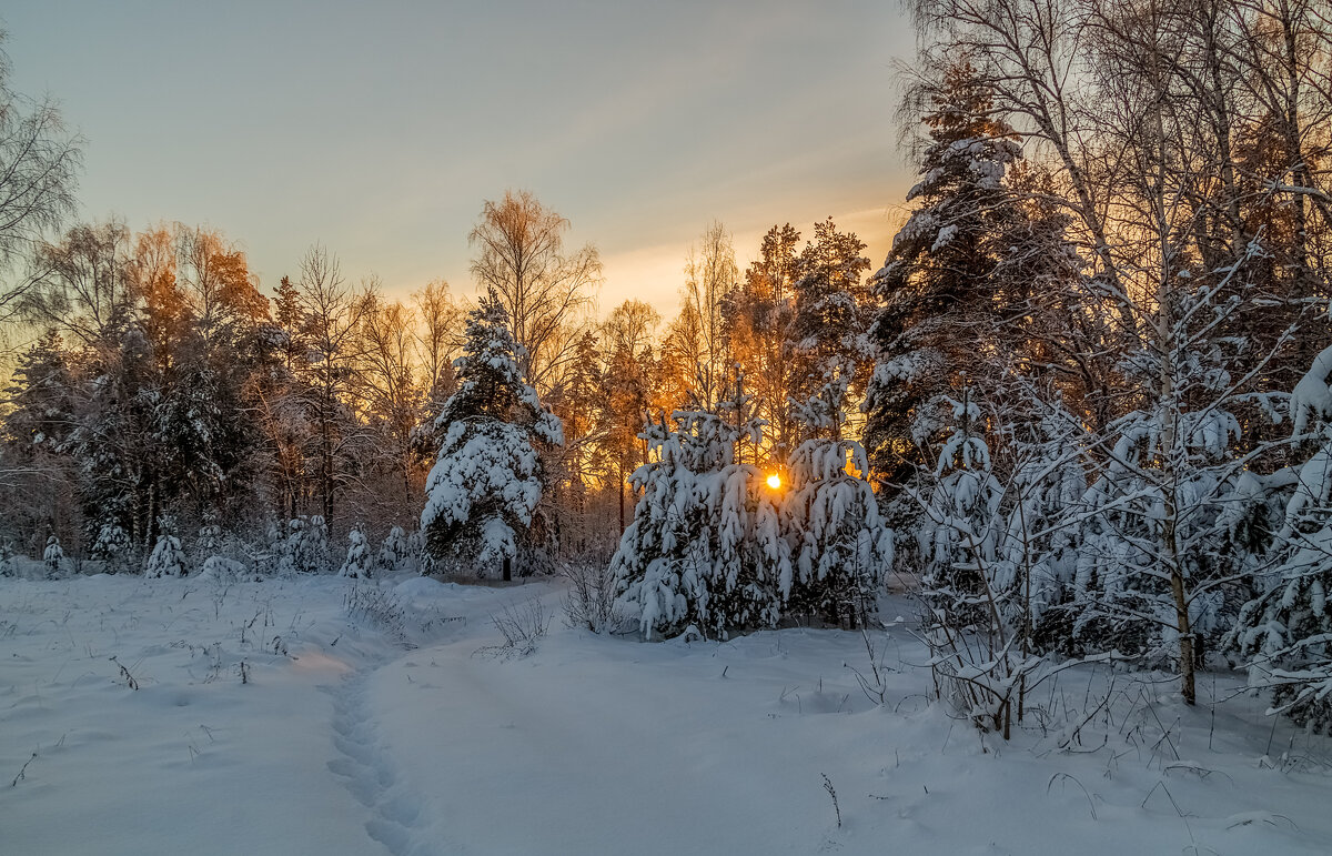 Декабрь, солнце и мороз 11 - Андрей Дворников
