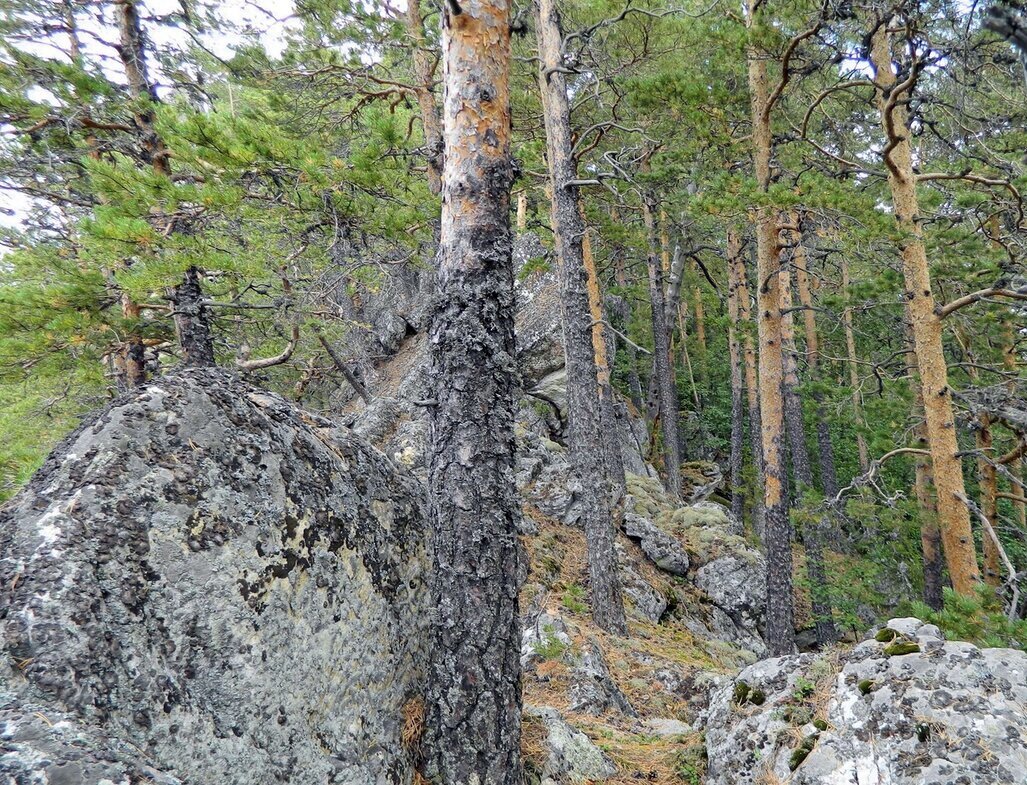 Лес в горах - Вера Щукина