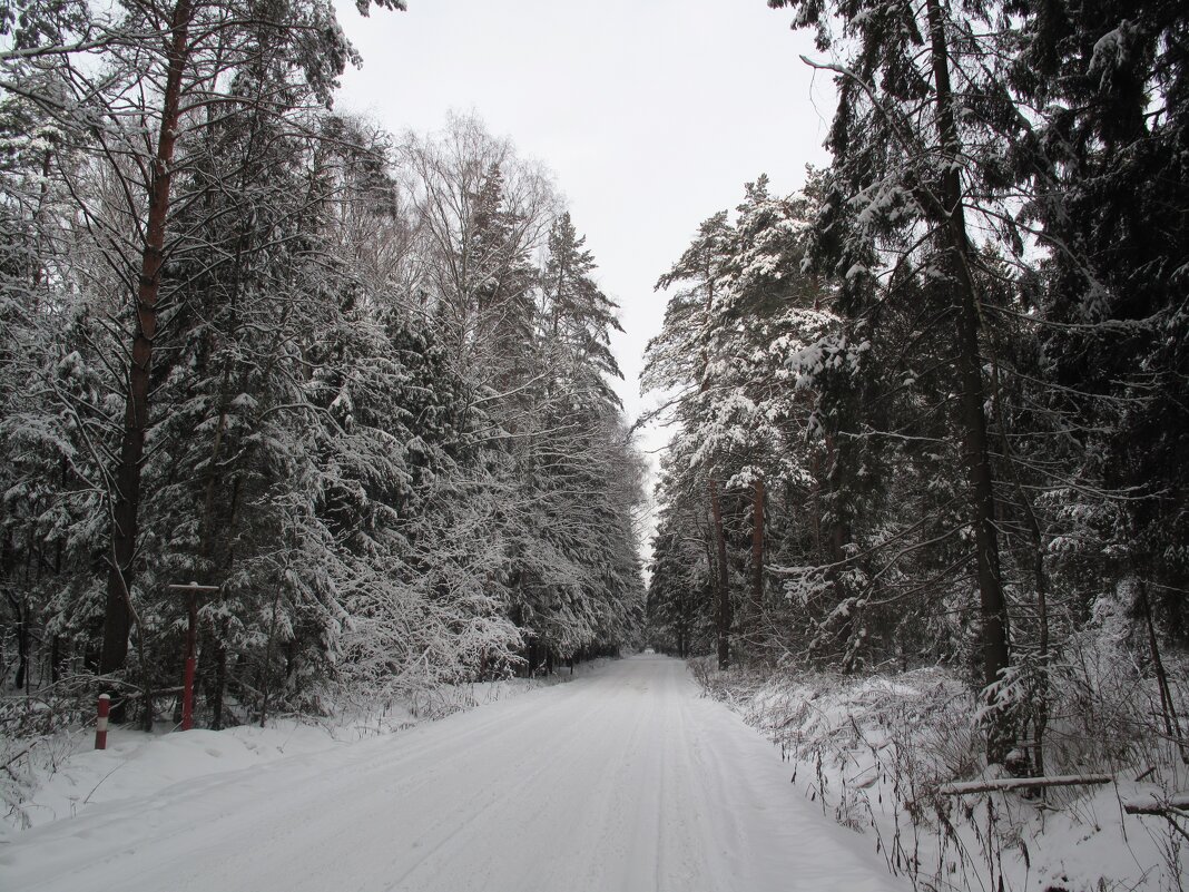 Дорога через лес - Татьяна 