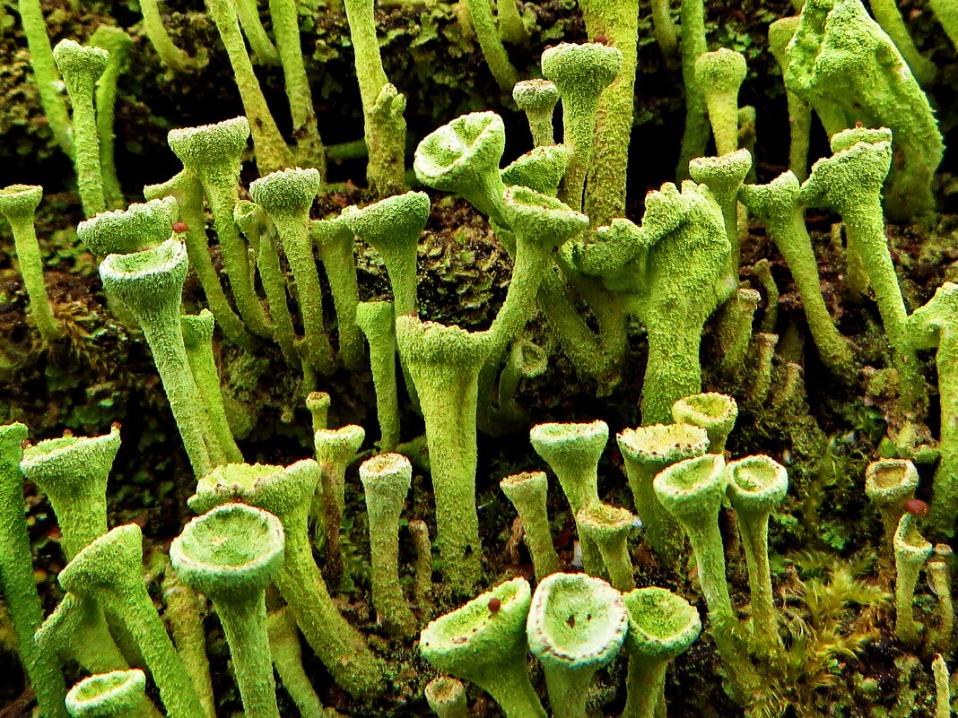 Макро мир.   ...Кладония крыночковидная. ... Cladonia pyxidata . - Ivan Vodonos