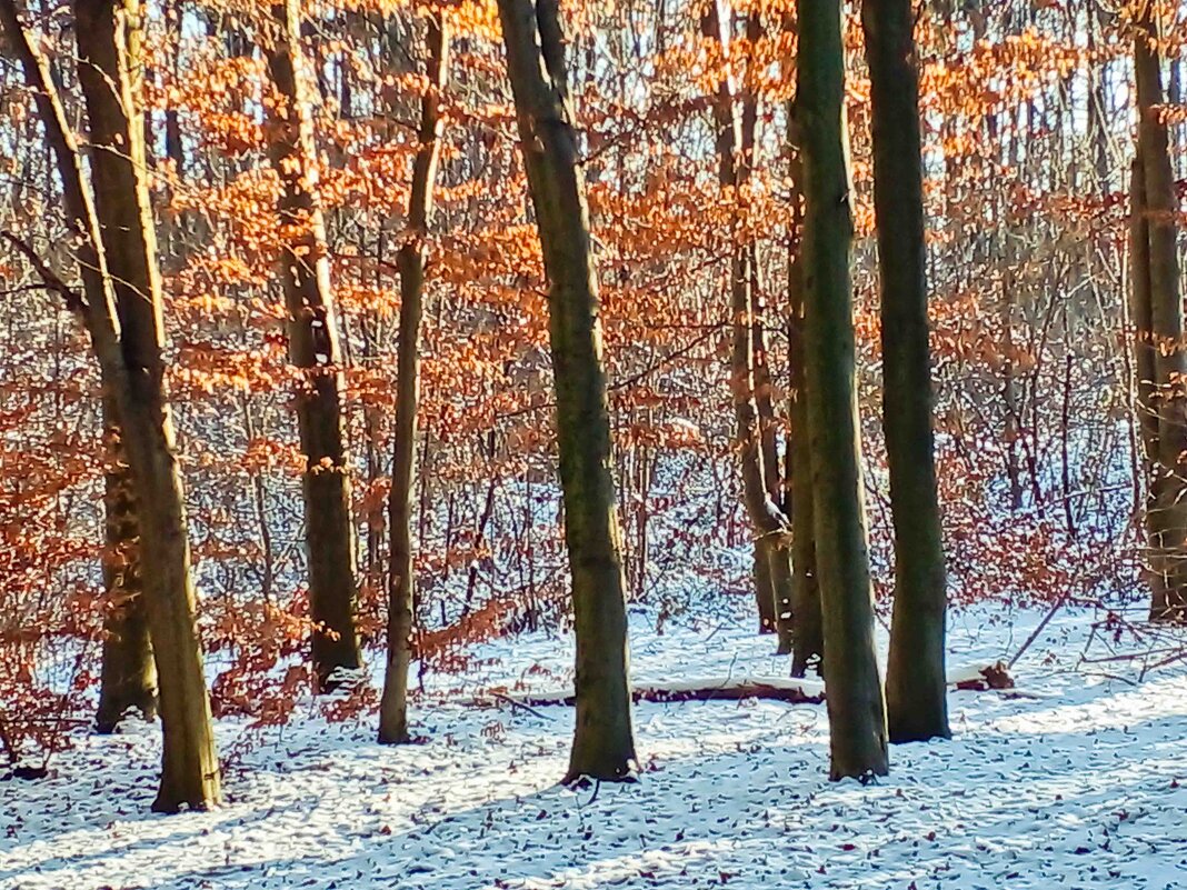 зимний лес - юрий иванов 