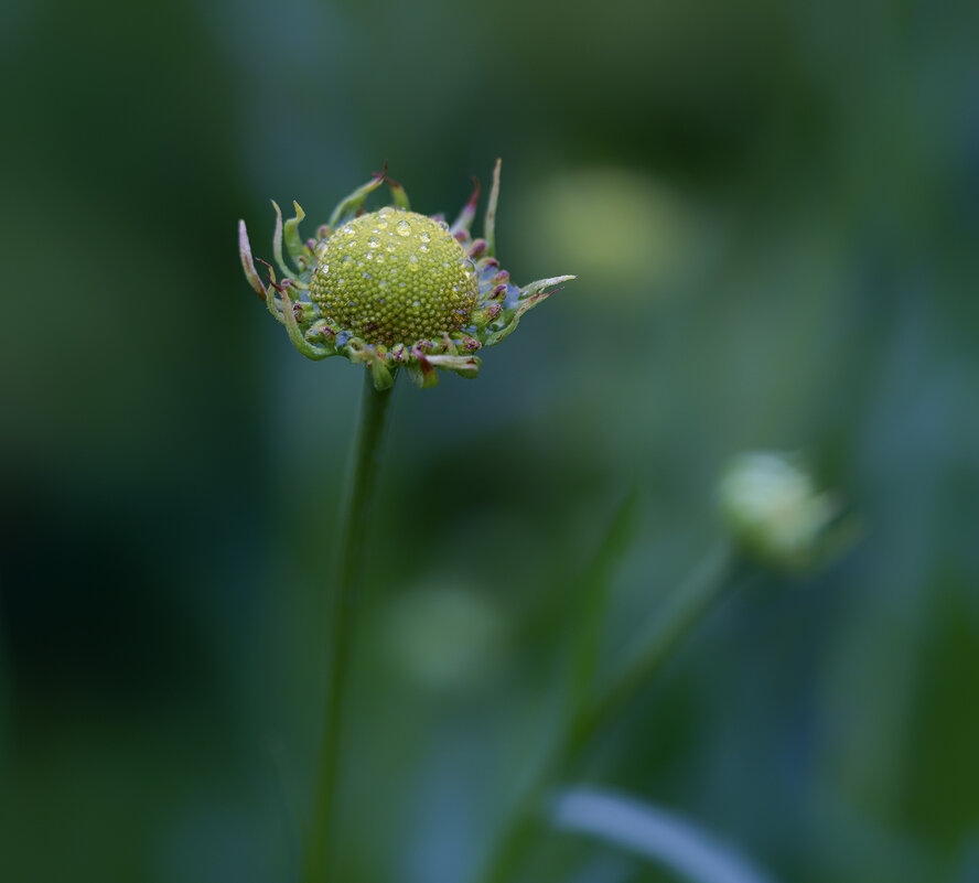 bud - Zinovi Seniak