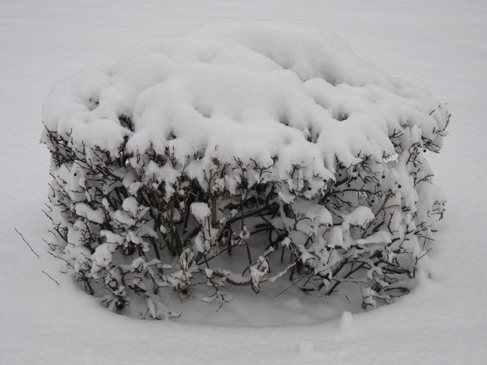 Под белой шапкой снеговой - Дмитрий Никитин
