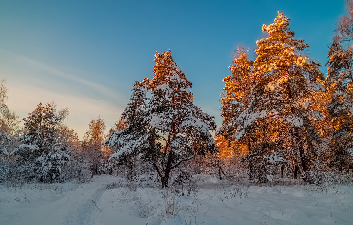 Декабрь, солнце и мороз 14 - Андрей Дворников