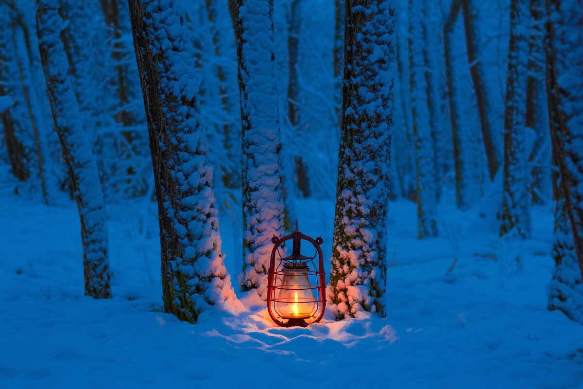 Немного тепла в холодном лесу. - Евгений Воропинов